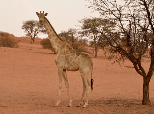 Souvenir du voyage de Johanna, Namibie