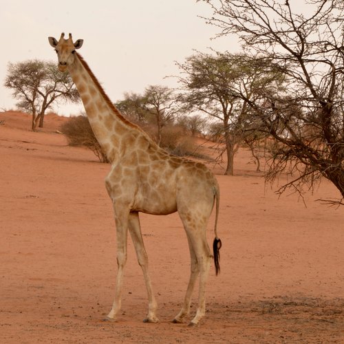 Souvenir du voyage de Johanna, Namibie