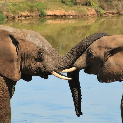 afrique du sud safari elephant