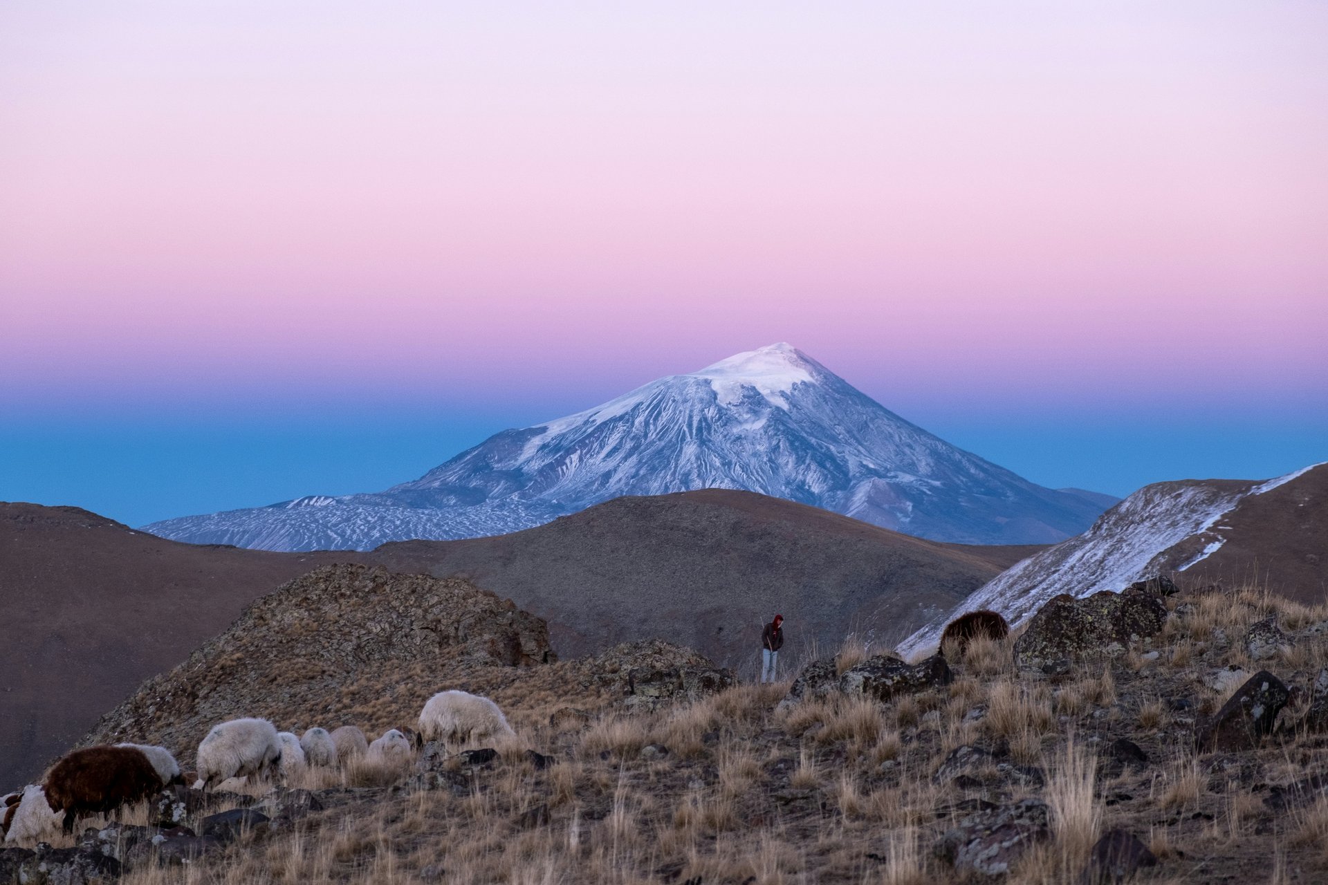 Mont Ararat en arrière plan de moutons, Arménie