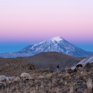 Mont Ararat en arrière plan de moutons, Arménie