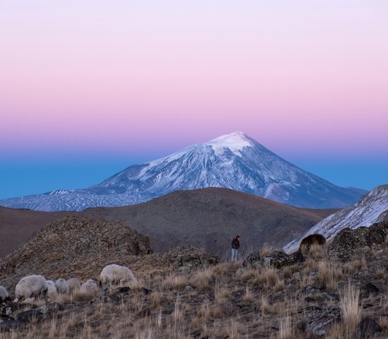 Mont Ararat en arrière plan de moutons, Arménie