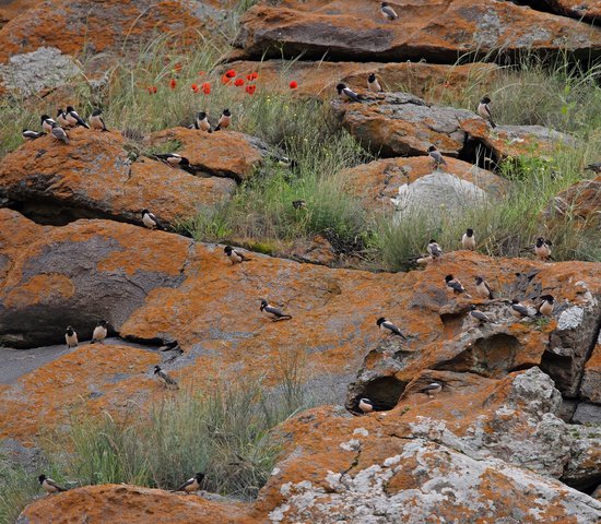 Observation des oiseaux   Arménie