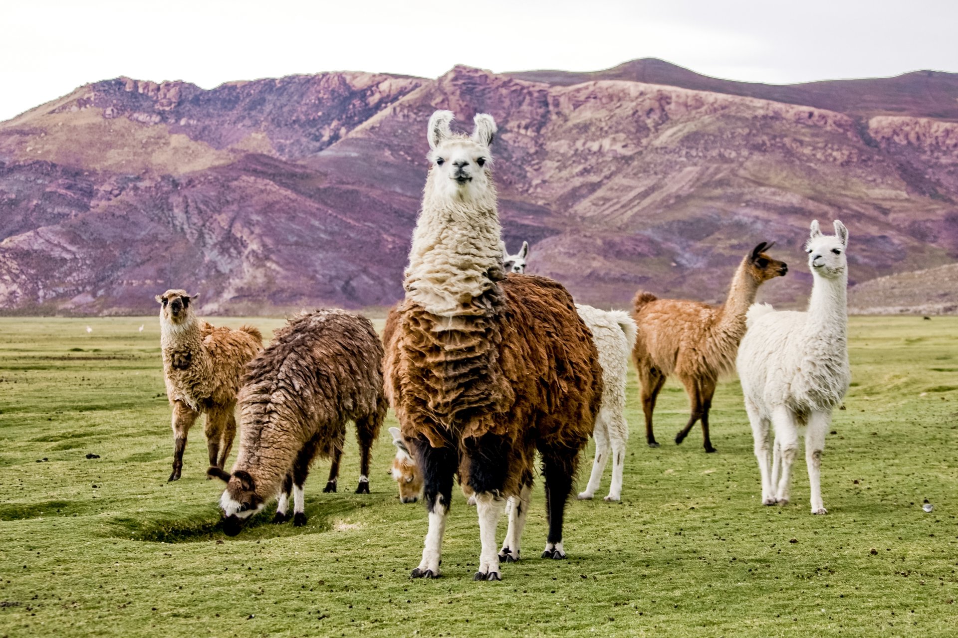 Lamas à Altiplano, Bolivie