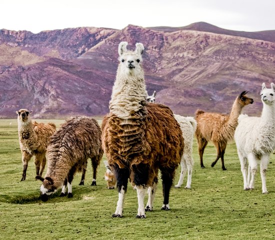 Lamas à Altiplano, Bolivie