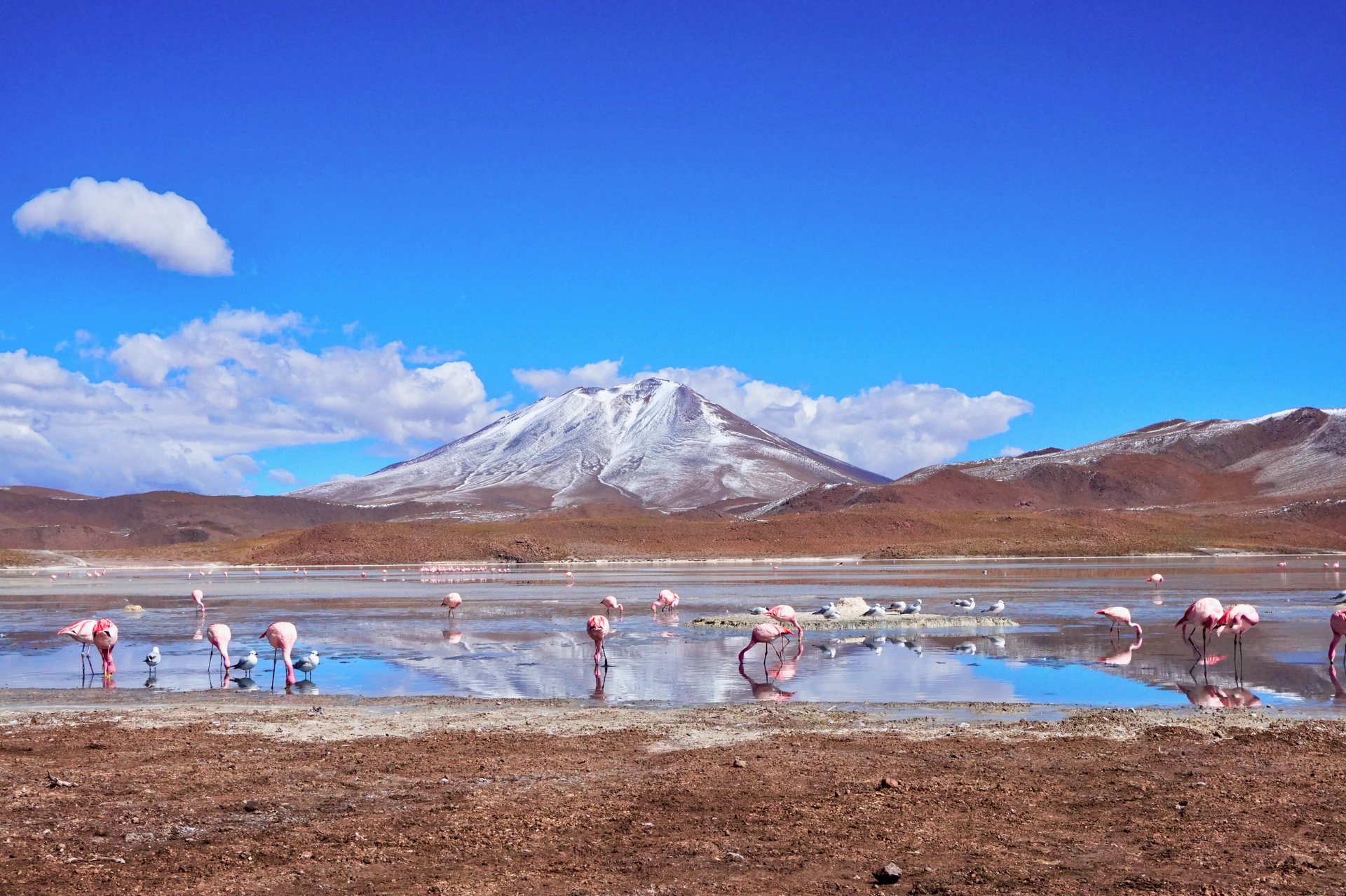 Flamants rose dans le Salar d'Uyuni, Bolivie