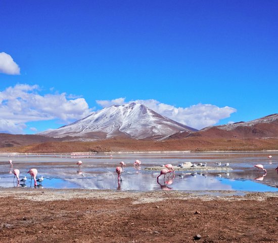 Flamants rose dans le Salar d'Uyuni, Bolivie