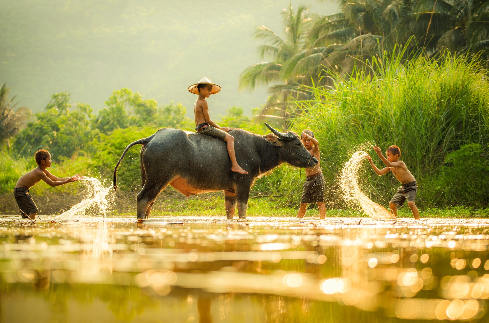 Enfants qui jouent avec un buffle, Cambodge