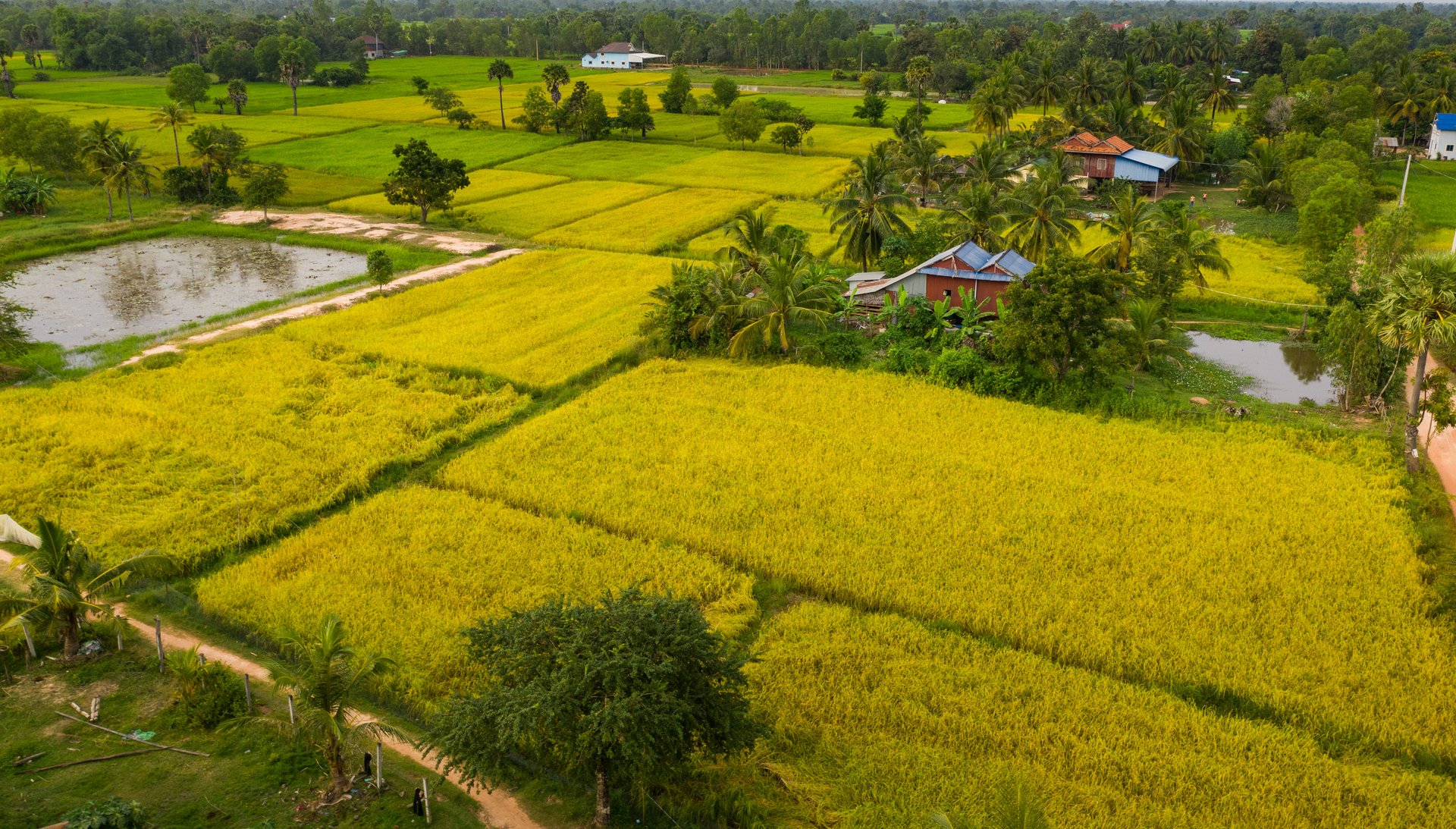 cambodge takeo riziere