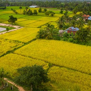 cambodge takeo riziere
