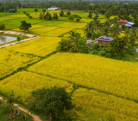 cambodge takeo riziere