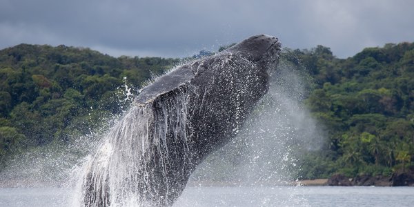 colombie baleine a bosse nuqui