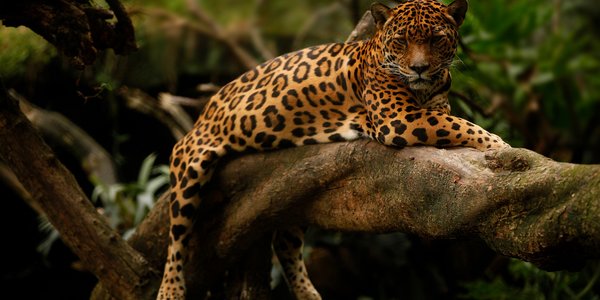 colombie jaguar llanos