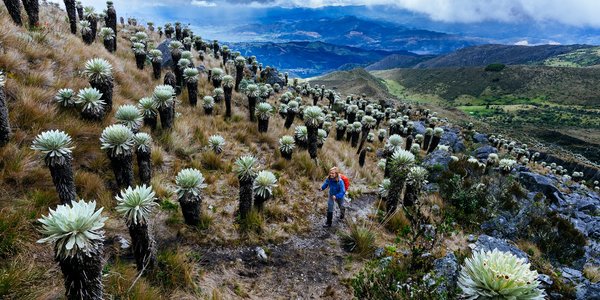 colombie paramo de oceta