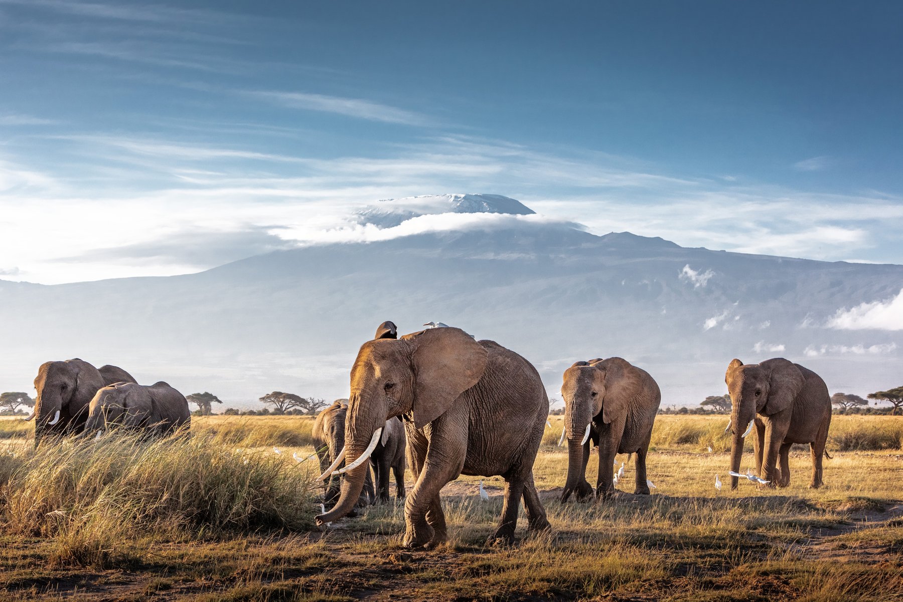 Eléphants à Amboseli au Kenya