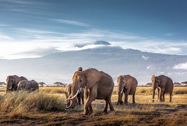 Eléphants à Amboseli au Kenya