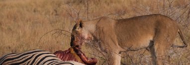 Souvenir du voyage de Laurent, Namibie