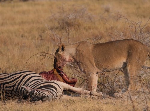 Souvenir du voyage de Laurent, Namibie