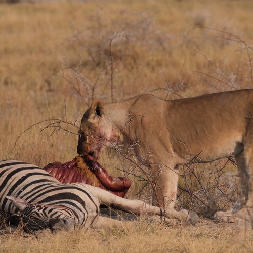 Souvenir du voyage de Laurent, Namibie