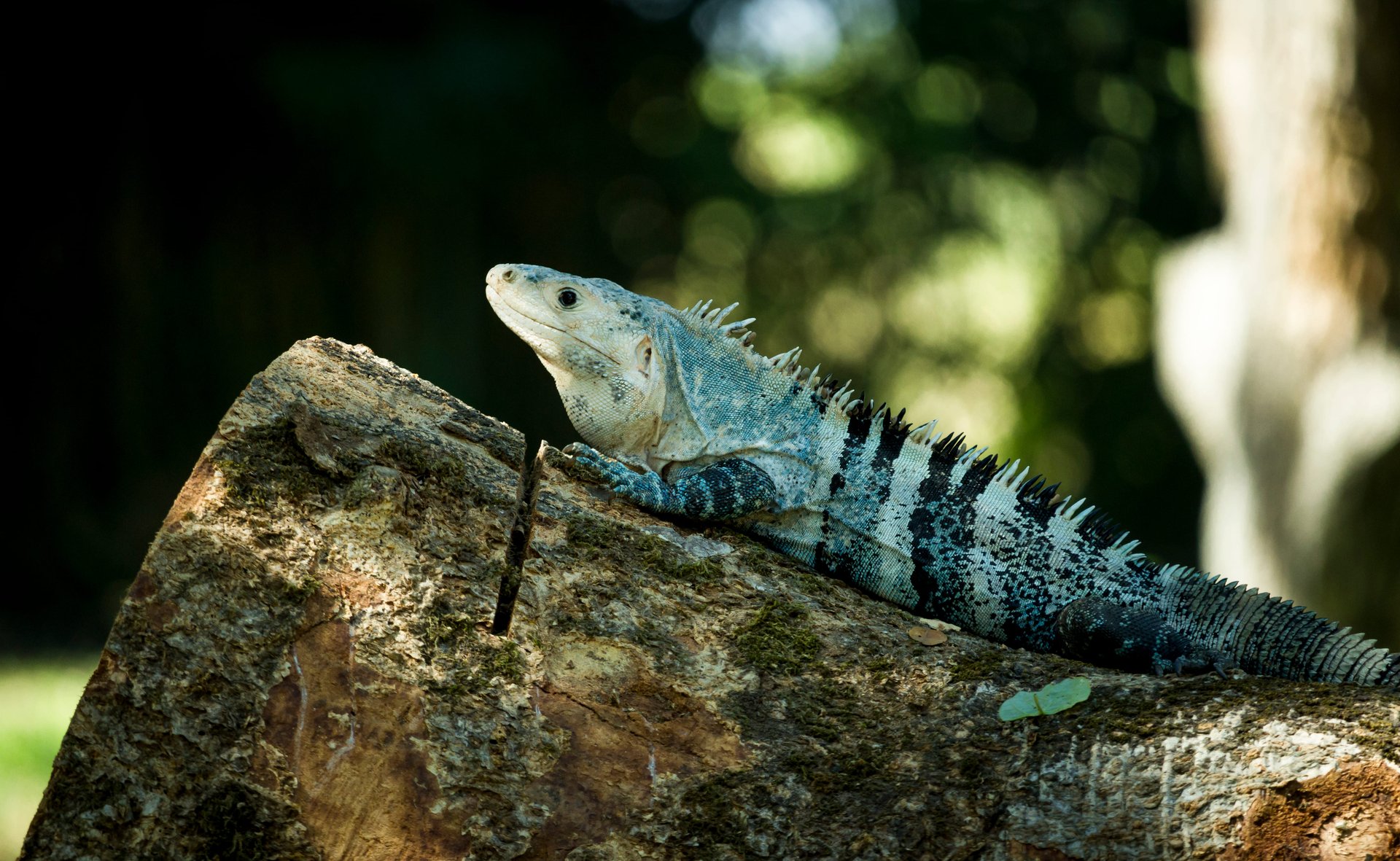 Animal, Guatemala