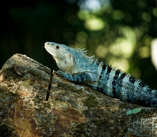 Animal, Guatemala