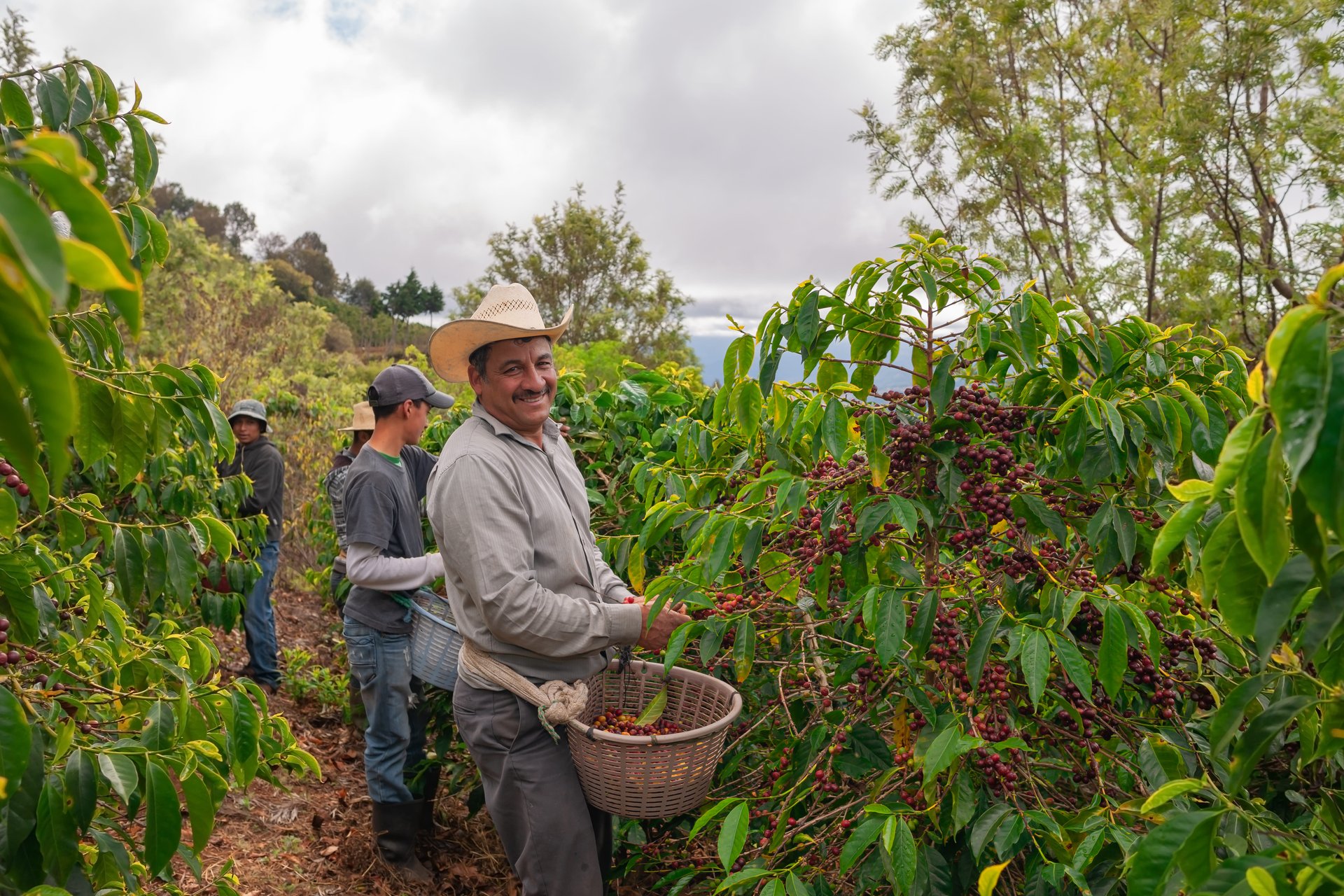 Agriculteurs dans une plantation de café, Jalapa, Guatemala