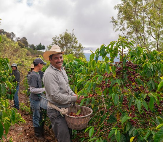 Agriculteurs dans une plantation de café, Jalapa, Guatemala