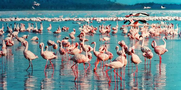 lac nakuru