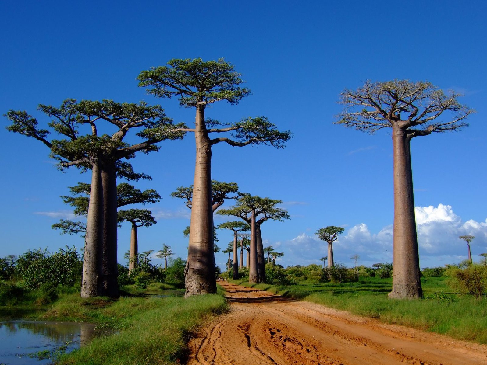 Parc national de la montagne d'ambre Madagascar : une destination  incontournable de vacances