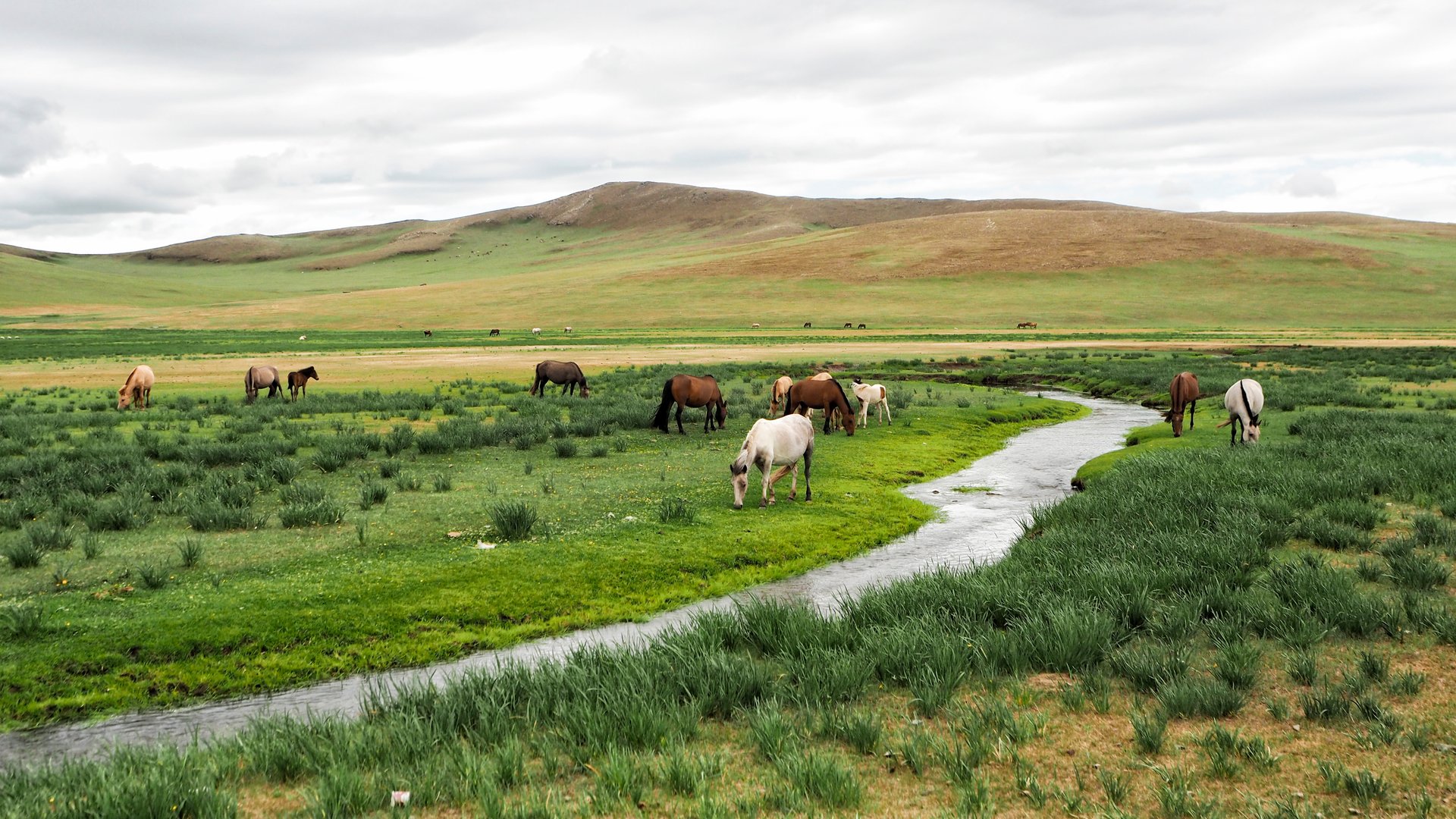 mongolie vallee orkhon