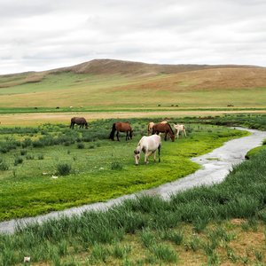 mongolie vallee orkhon