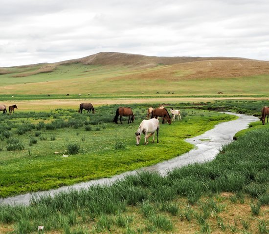 mongolie vallee orkhon