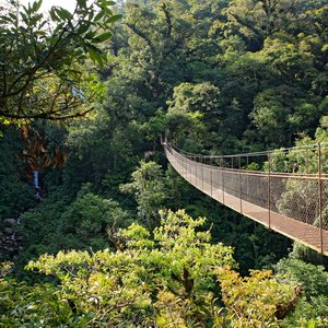 Randonnée sur la canopée de Boquete au Panama