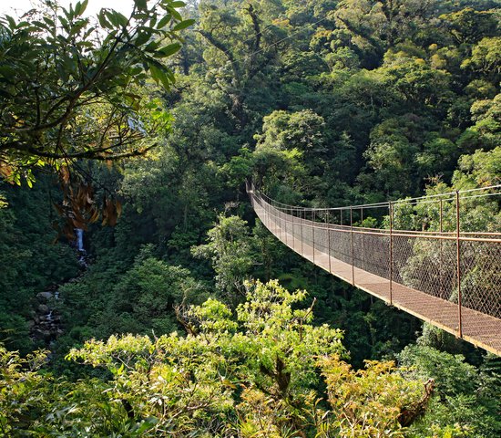 Randonnée sur la canopée de Boquete au Panama