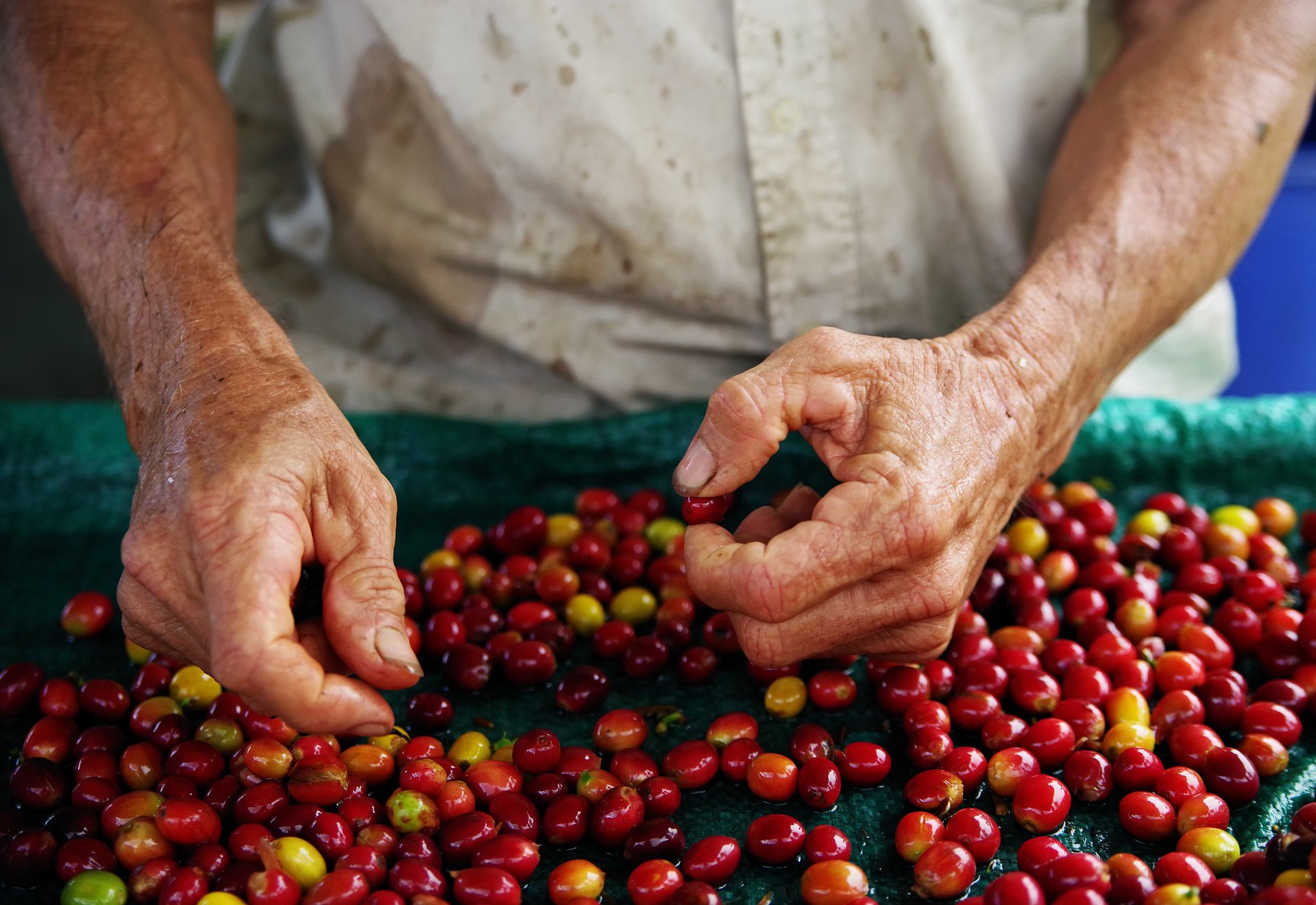 Grains de café, Panama