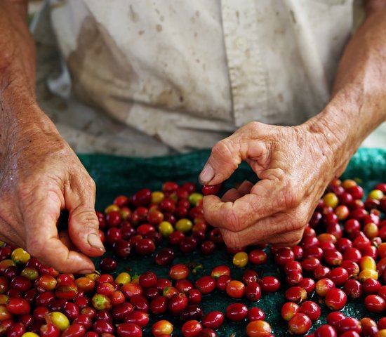 Grains de café, Panama