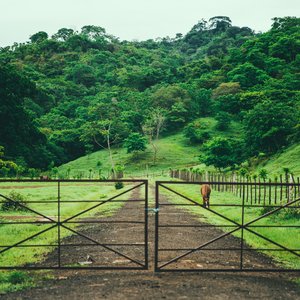 Une ferme à Cambutal, Panama