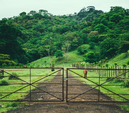 Une ferme à Cambutal, Panama