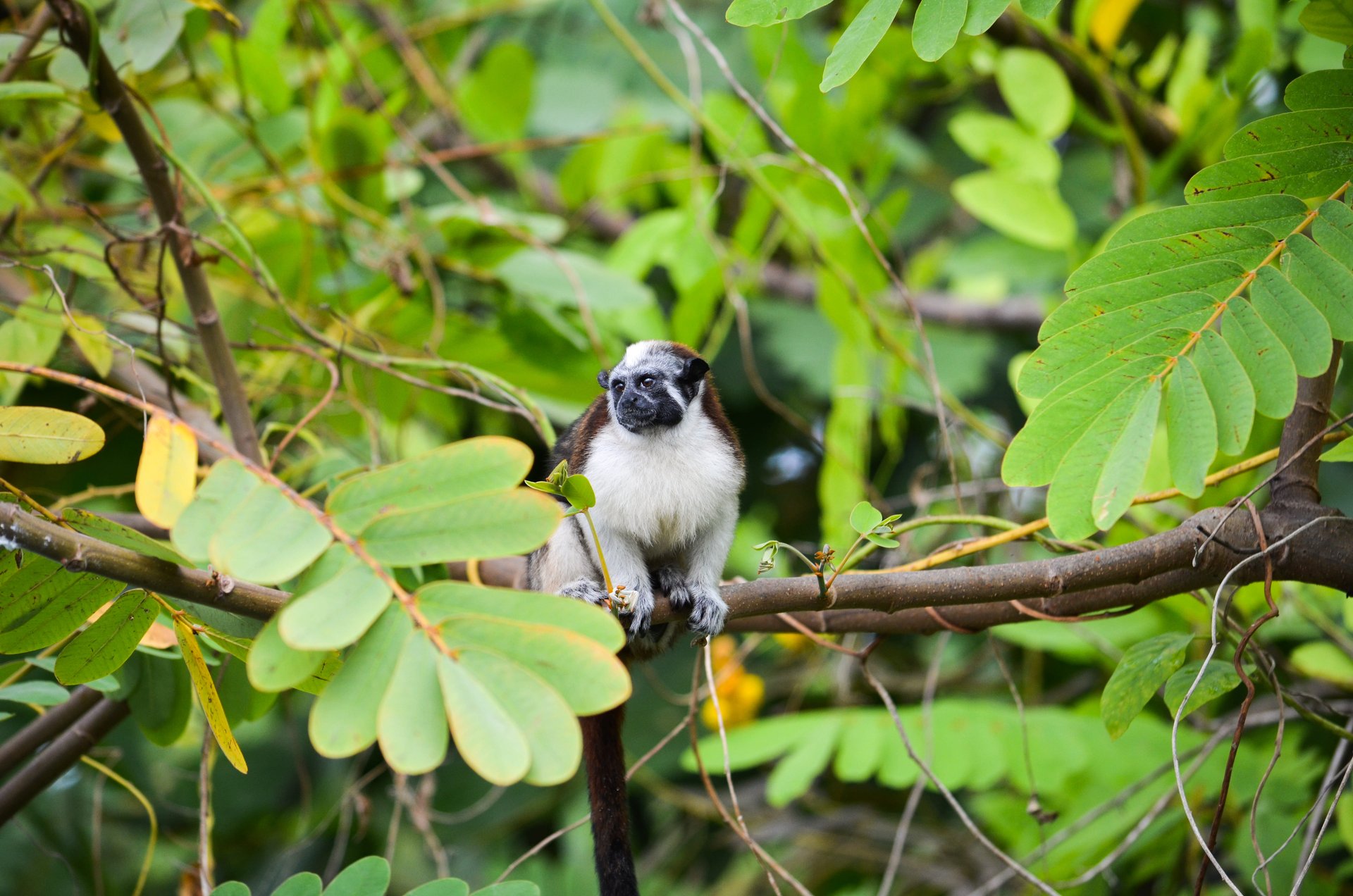 Singe vers le lac Gatun au Panama