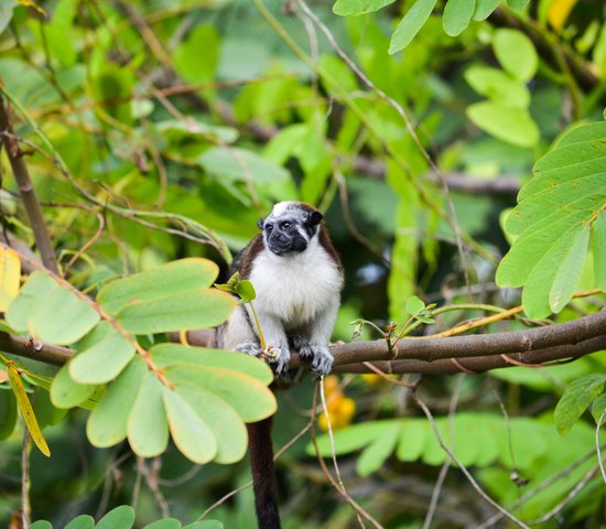 Singe vers le lac Gatun au Panama