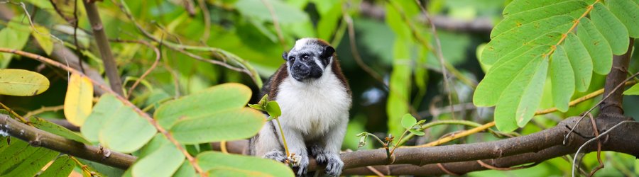 Singe vers le lac Gatun au Panama