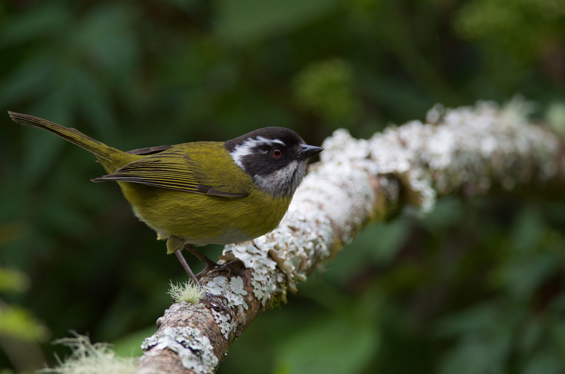 Oiseau au Panama