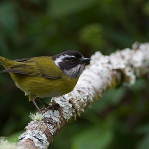 Oiseau au Panama