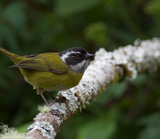 Oiseau au Panama