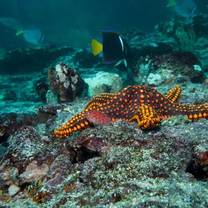 Plongée sous marine au Panama