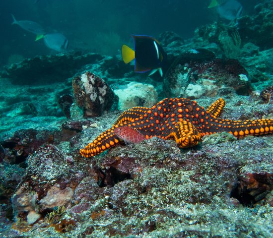 Plongée sous marine au Panama