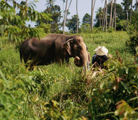 Eléphants en arrière plan à Koh Samui, Thaïlande