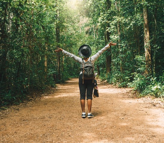 Randonnées en Thaïlande   Krabi, forêt tropicale