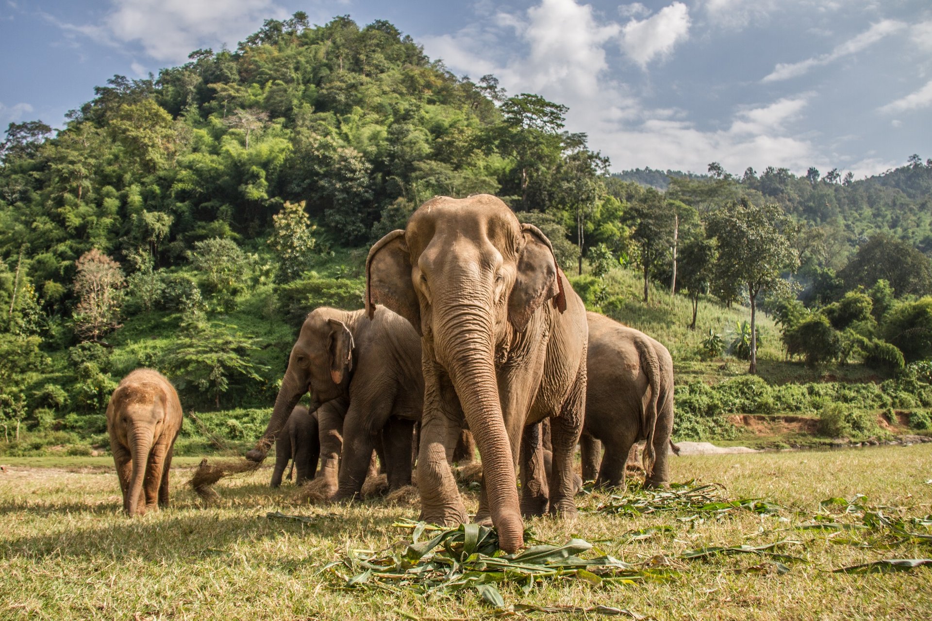 Safari en Thaïlande   Chiang Mai