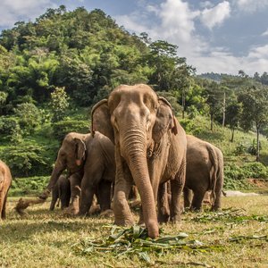 Safari en Thaïlande   Chiang Mai